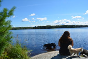 dogs, lagoon, lake