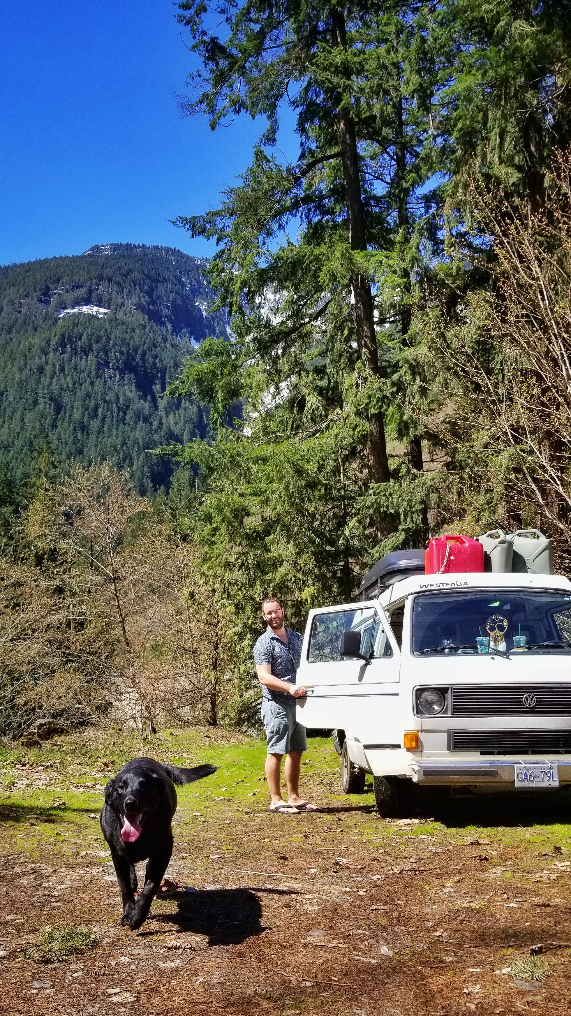 camper, vanlife, van life, lab, dog, pet, westfalia, camping, vw