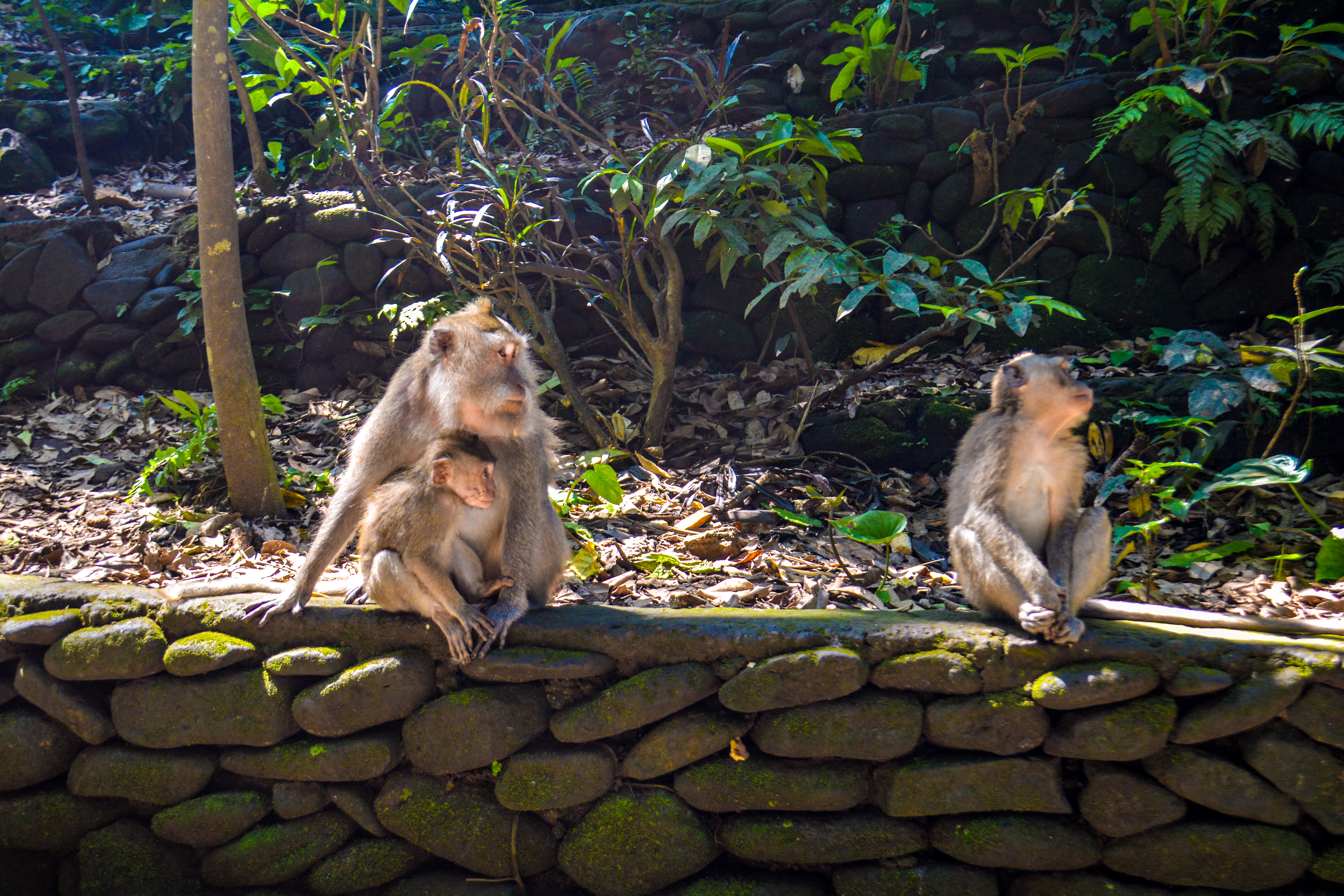 ecotourism, monkey, baby monkey, monkey forest, bali