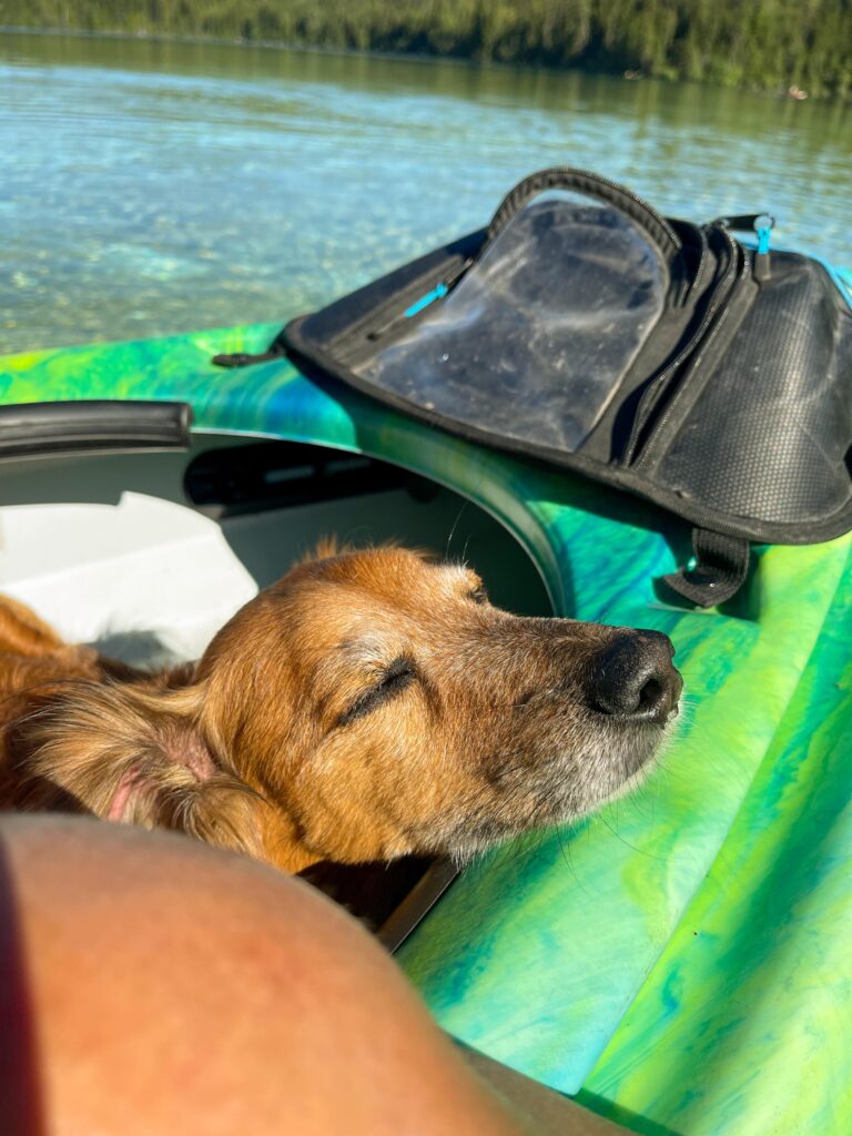 Cute dog in kayak. Daschaund.