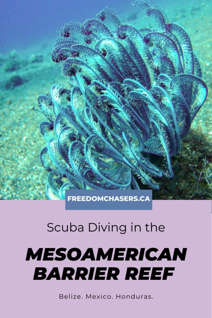 scuba diving the mesoamerican reef