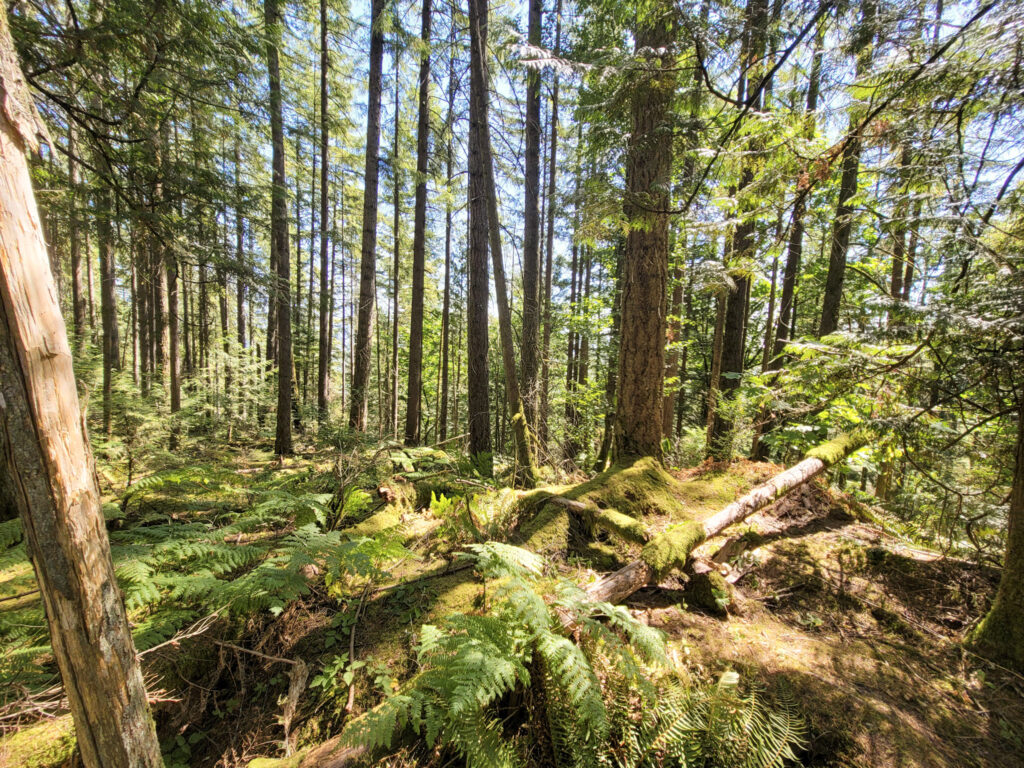 Going for a hike in BC forest.