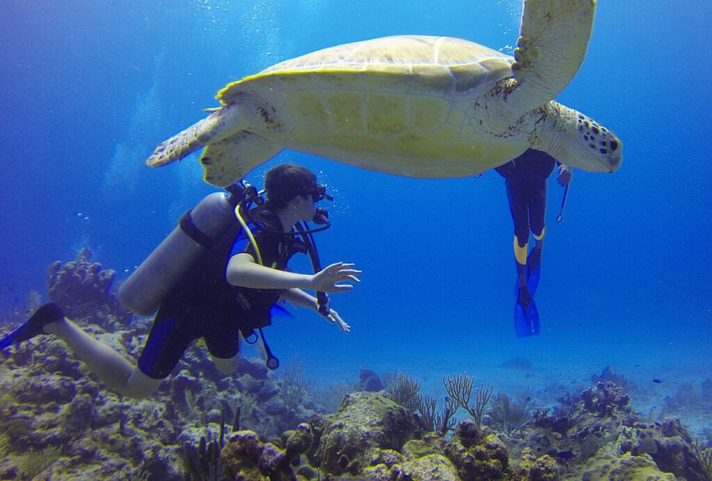 scuba diving with turtle